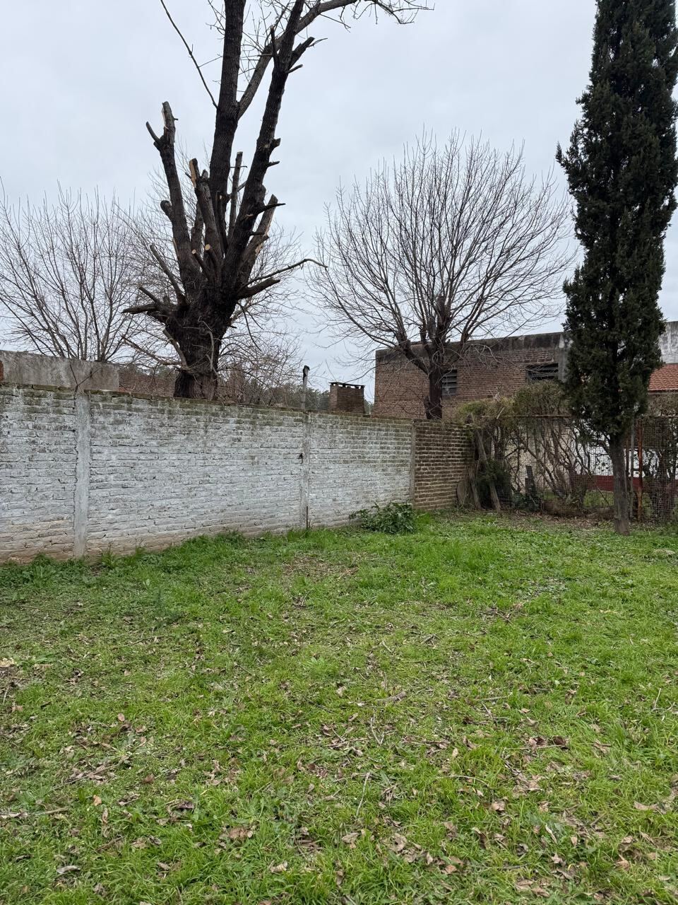 Árboles podados y césped cortado en un terreno